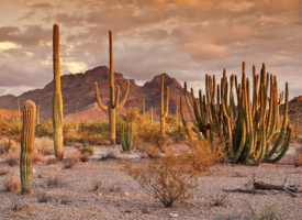 Pinal county